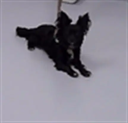 Bat - Chihuahua