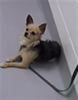 Pupmpkin