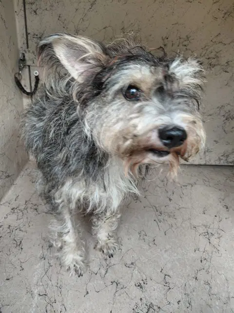 Twizzler - Schnauzer