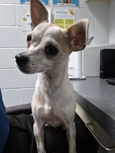 Poprocks - Chihuahua