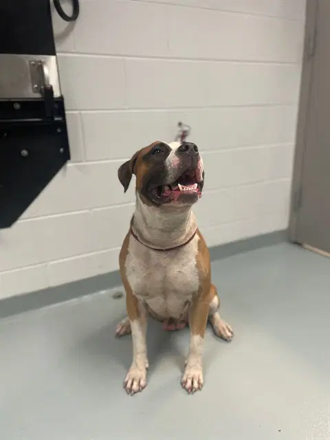 Tucker - Mastiff