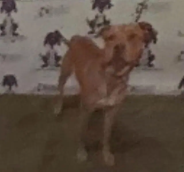 Scrappy - American Pit Bull Terrier