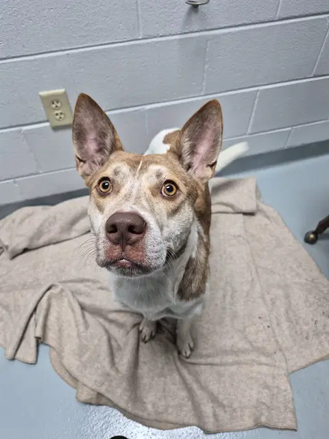 Solar - Pit Bull Terrier