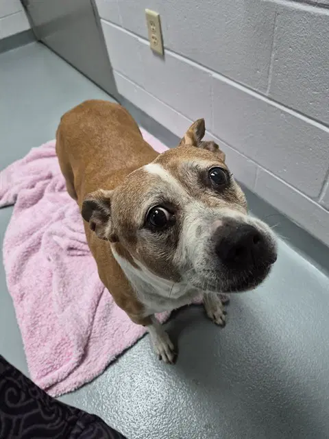 Belinda - Pit Bull Terrier
