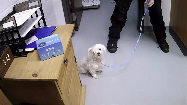 Ivory - Shih Tzu