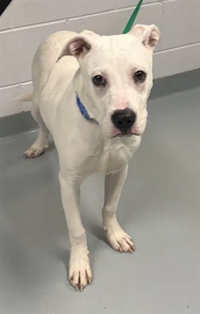 Thunder - Pit Bull Terrier