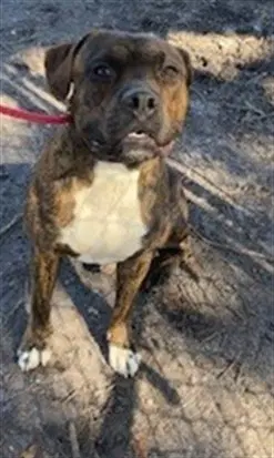 Jayshawn - Boxer