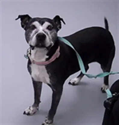 Jennie - Pit Bull Terrier
