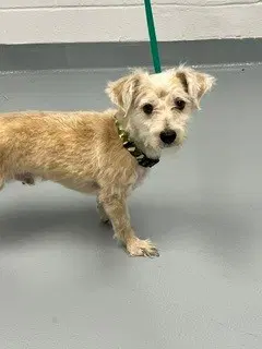 Luquis - Terrier