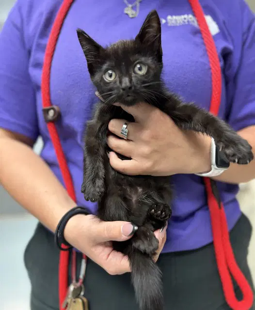 Rainy - Domestic Short Hair