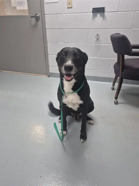 Frank - Labrador Retriever