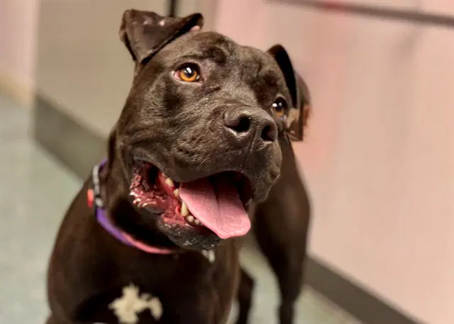 Leroy Brown - Pit Bull Terrier