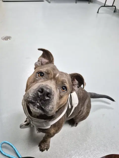 Callie - Bulldog