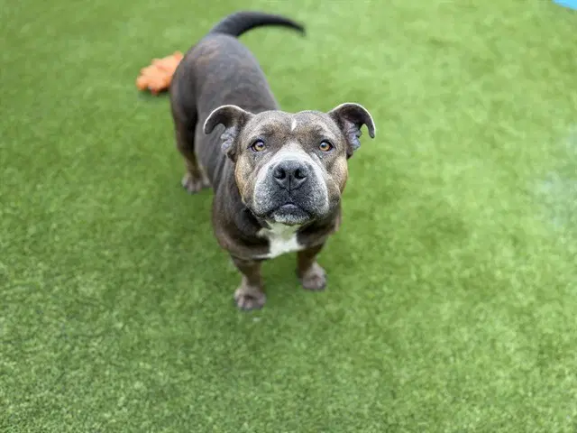 Callie - Bulldog