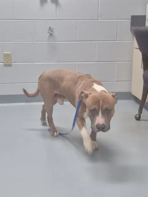 Pumpkin - Pit Bull Terrier