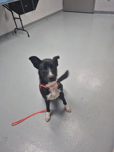 Daphne - Border Collie