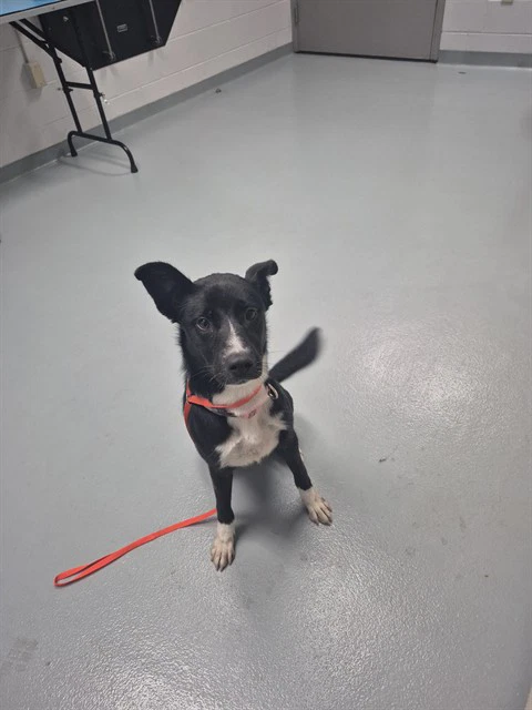 Daphne