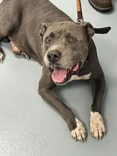 Lucky - Pit Bull Terrier