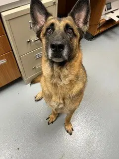 Rose - German Shepherd Dog