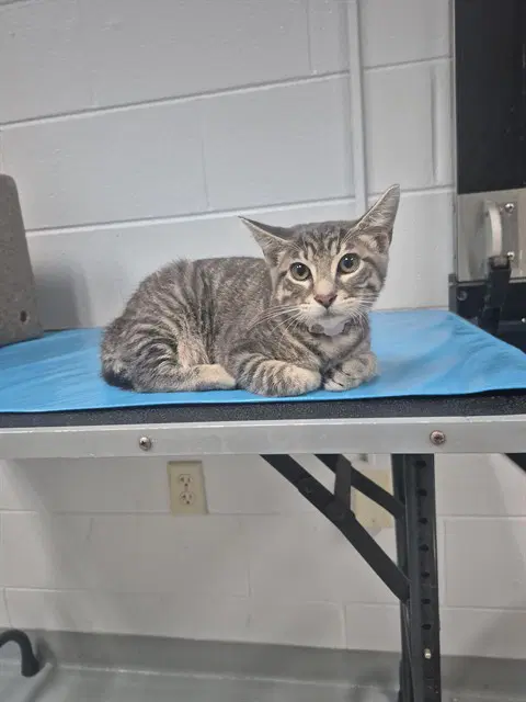 Glitch - Domestic Short Hair