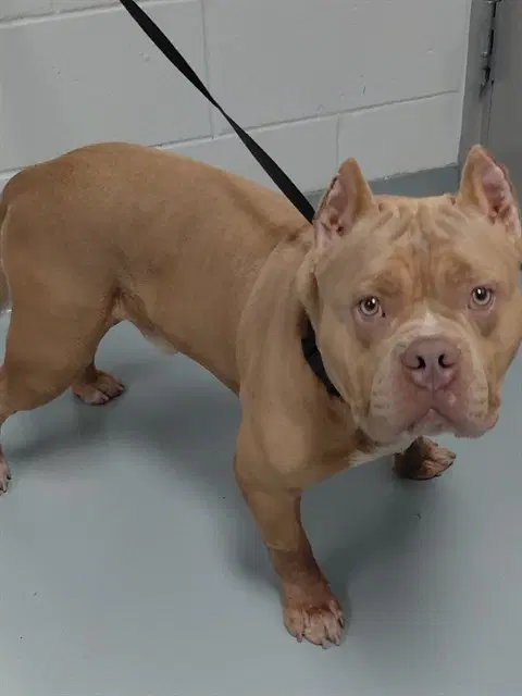 Elijah - Bulldog