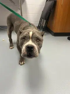 Bruno - Pit Bull Terrier