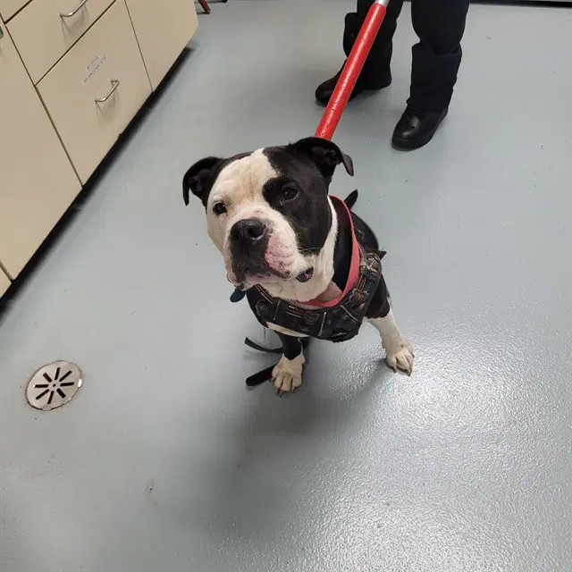 Bear - Pit Bull Terrier