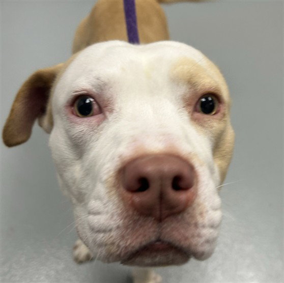 Mando, Pit Bull Terrier