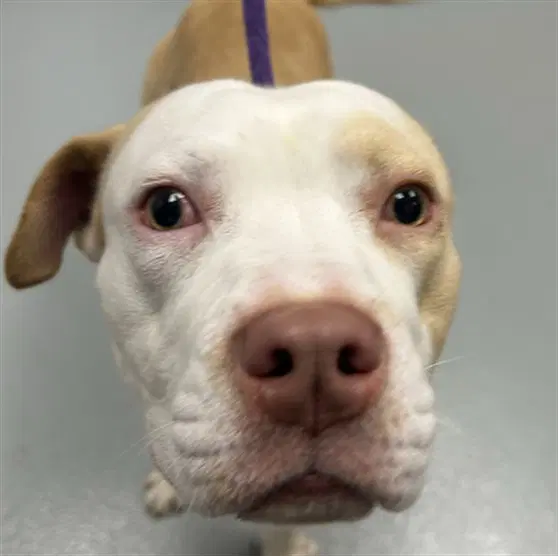 Mando - Pit Bull Terrier