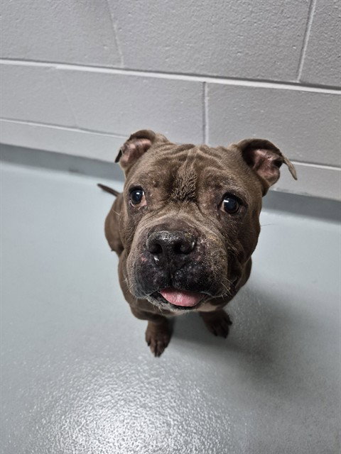 Squishy, Pit Bull Terrier