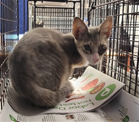 SAUL, a cat for adoption from Osceola County Animal Services