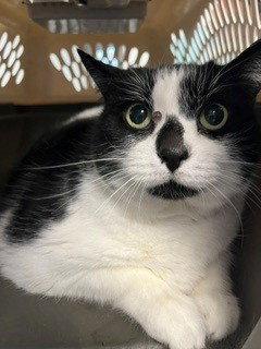HYDRANT, a cat for adoption from Osceola County Animal Services