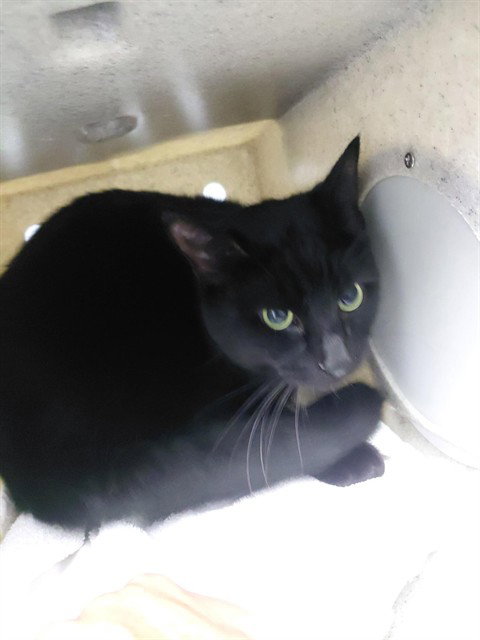 LANGDON, a cat for adoption from Osceola County Animal Services
