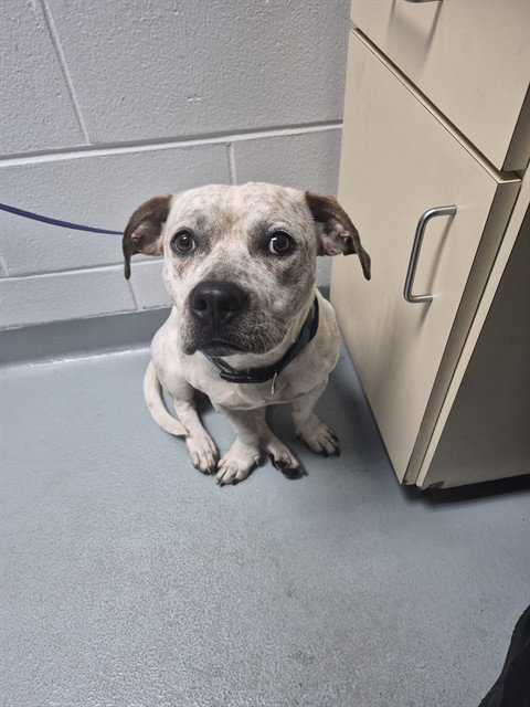 FUNFETTI, a dog for adoption from Osceola County Animal Services
