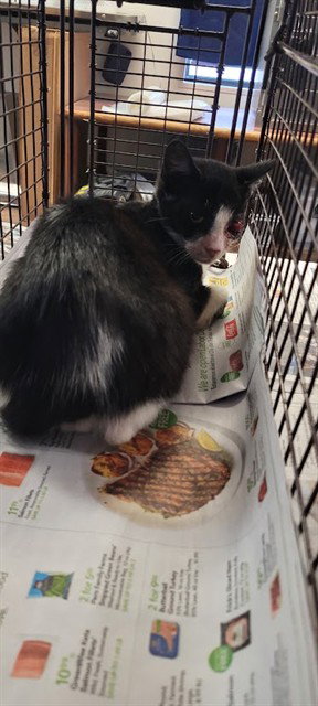 RASCAL, a cat for adoption from Osceola County Animal Services