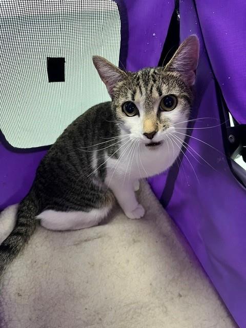 PIGLET, a cat for adoption from Osceola County Animal Services