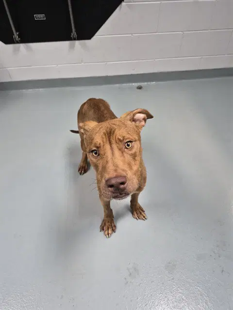 Tank - Pit Bull Terrier