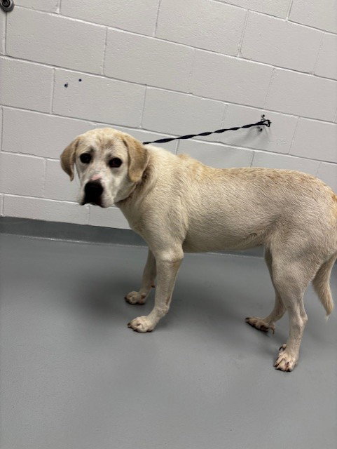 CLEARANCE, a dog for adoption from Osceola County Animal Services