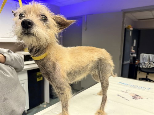 ROXY, a dog for adoption from Osceola County Animal Services