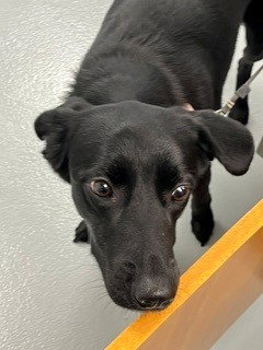 KALIA, a dog for adoption from Osceola County Animal Services