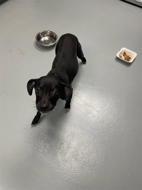 YANNI, a dog for adoption from Osceola County Animal Services