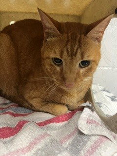 GOOFBALL, a cat for adoption from Osceola County Animal Services