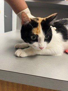 SALLY, a cat for adoption from Osceola County Animal Services