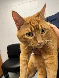 Charlie - Domestic Short Hair
