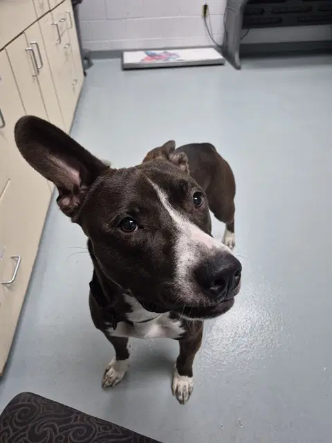 Timber - Staffordshire Bull Terrier