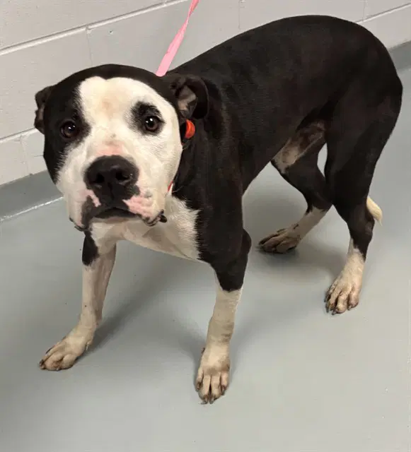 Marco - Pit Bull Terrier