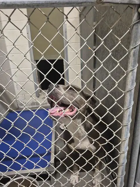 Apple Pie - Pit Bull Terrier