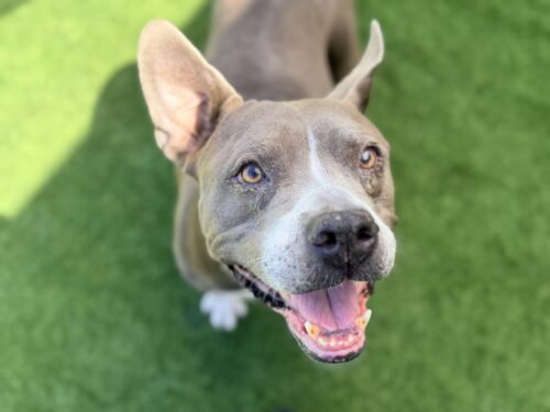 Apple Pie, Pit Bull Terrier (medium coat)