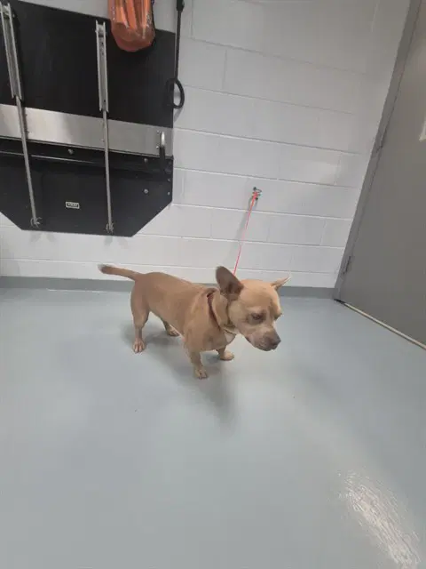 Waffle - Pit Bull Terrier