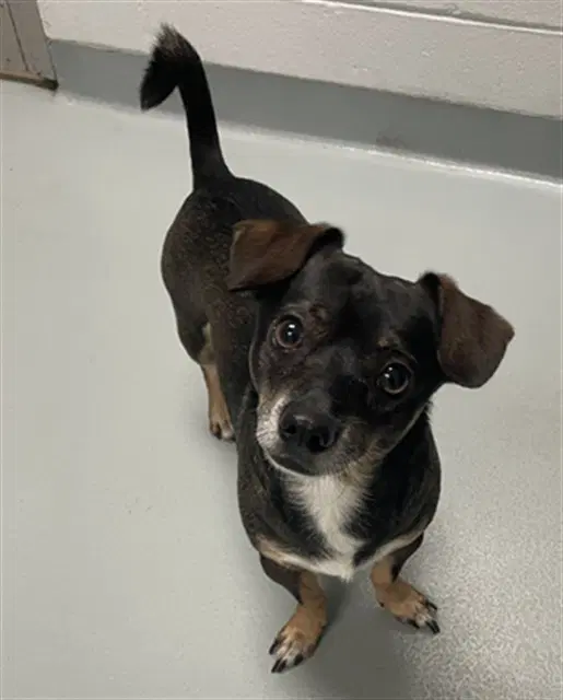 Beans - Chihuahua